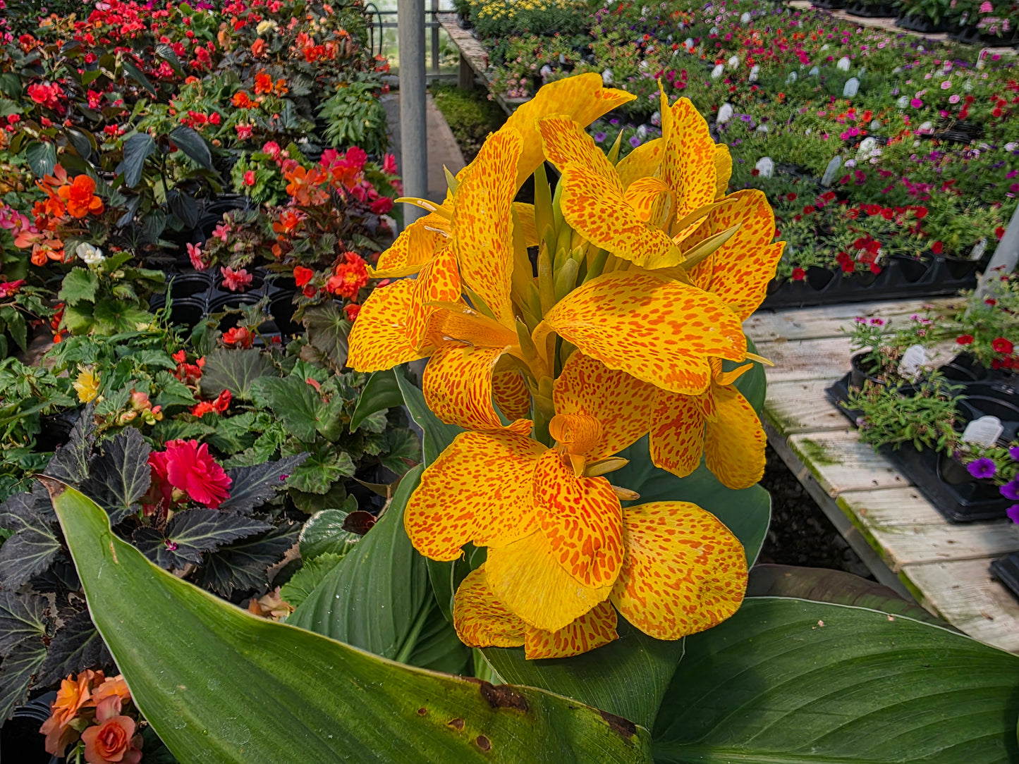 CANNOVA GOLD LEOPARD'Canna live plant