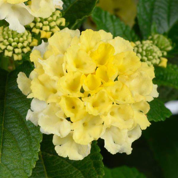 Lantana " GEM LEMON QUARTZ  " Live Rooted Starter  Plant