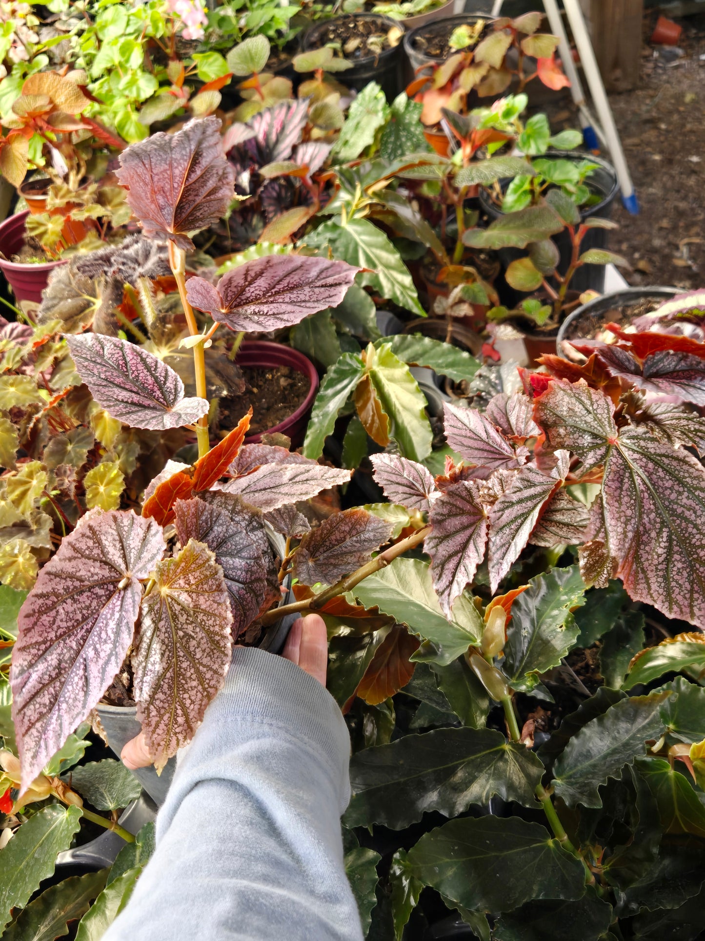 10 LOT of Starter  Begonias
