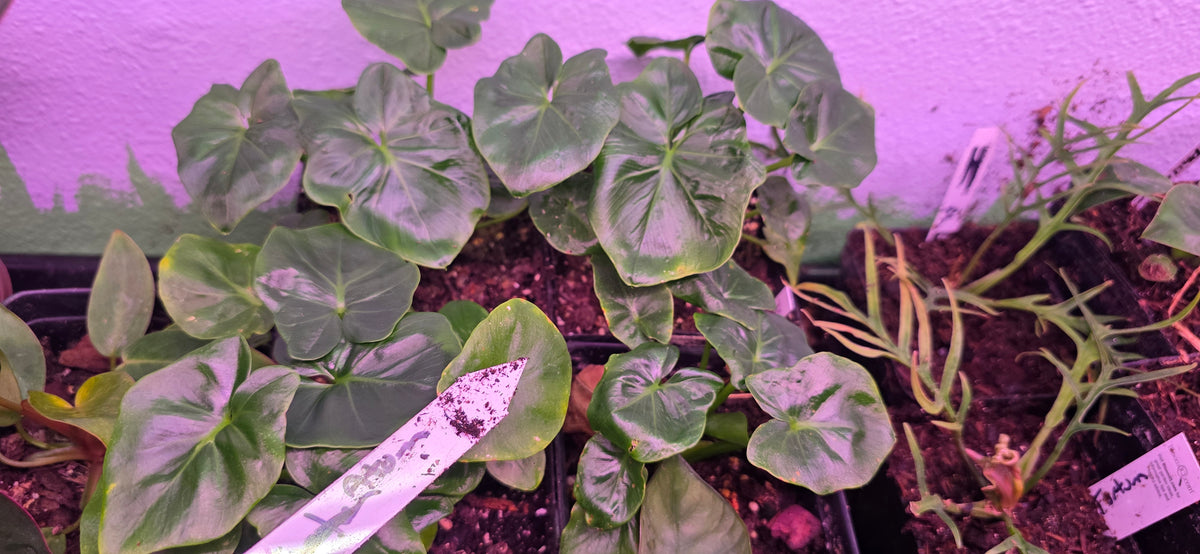 Philodendron ATOM.
