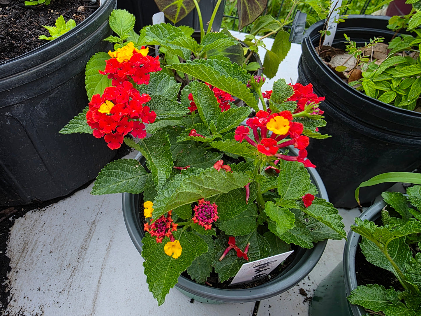 Lantana 'DARK RED" Live Rooted Starter Plant Stunning Red Color