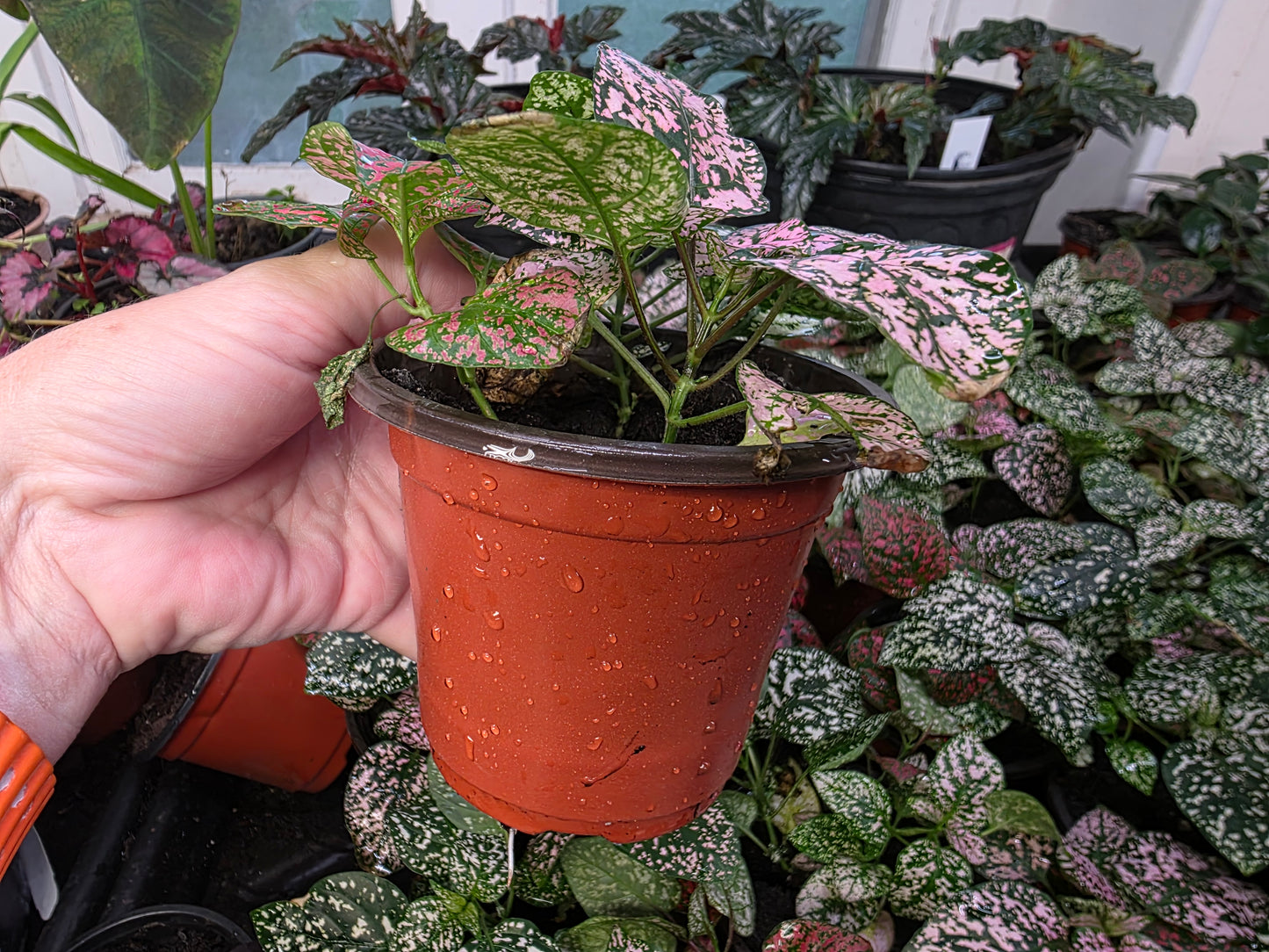 Polka Dot Plant "TRIO COLOR SELECT "
