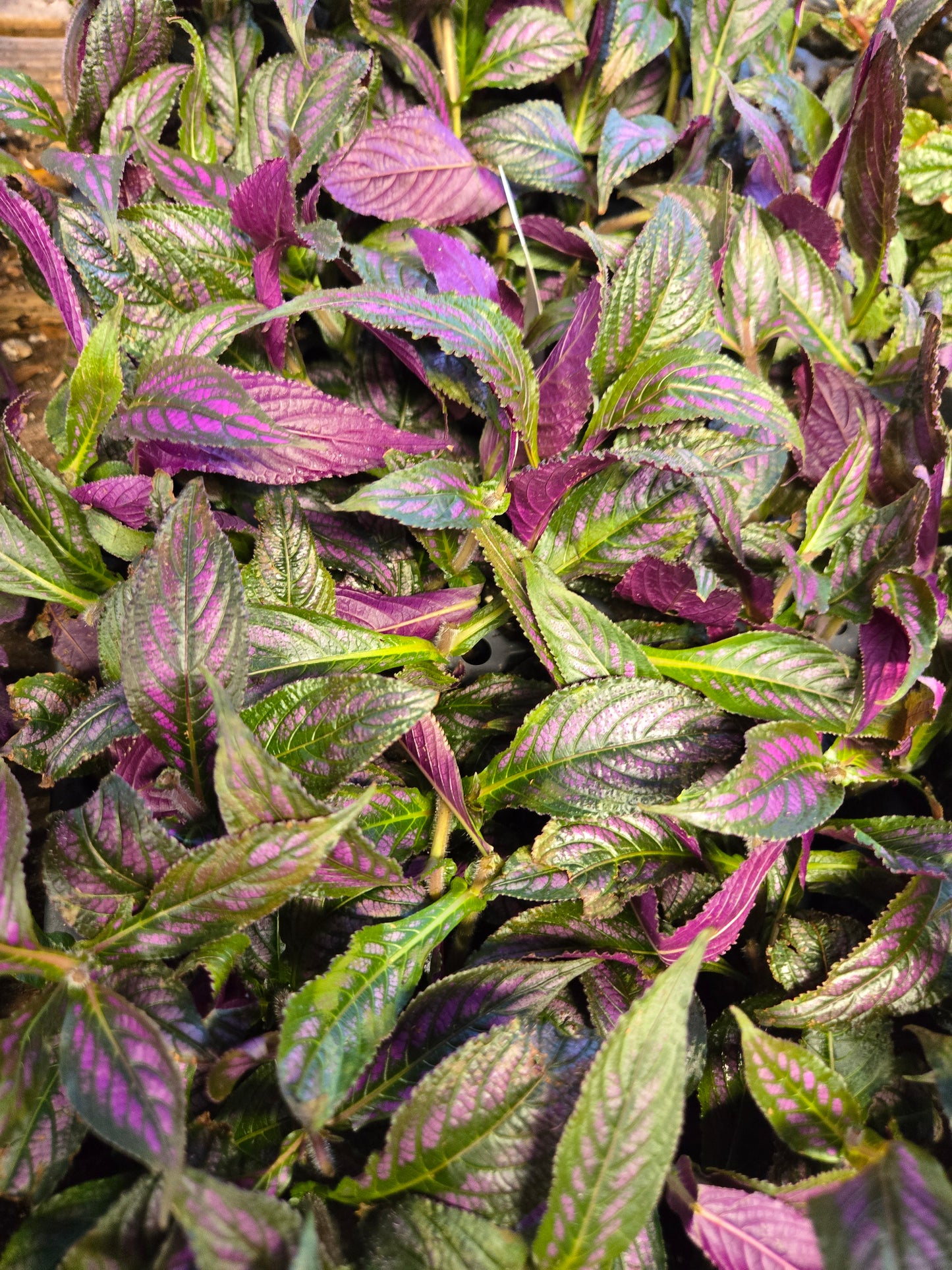 1 live rooted RARE Purple Passion (Gynura Aurantiaca) purple velvet