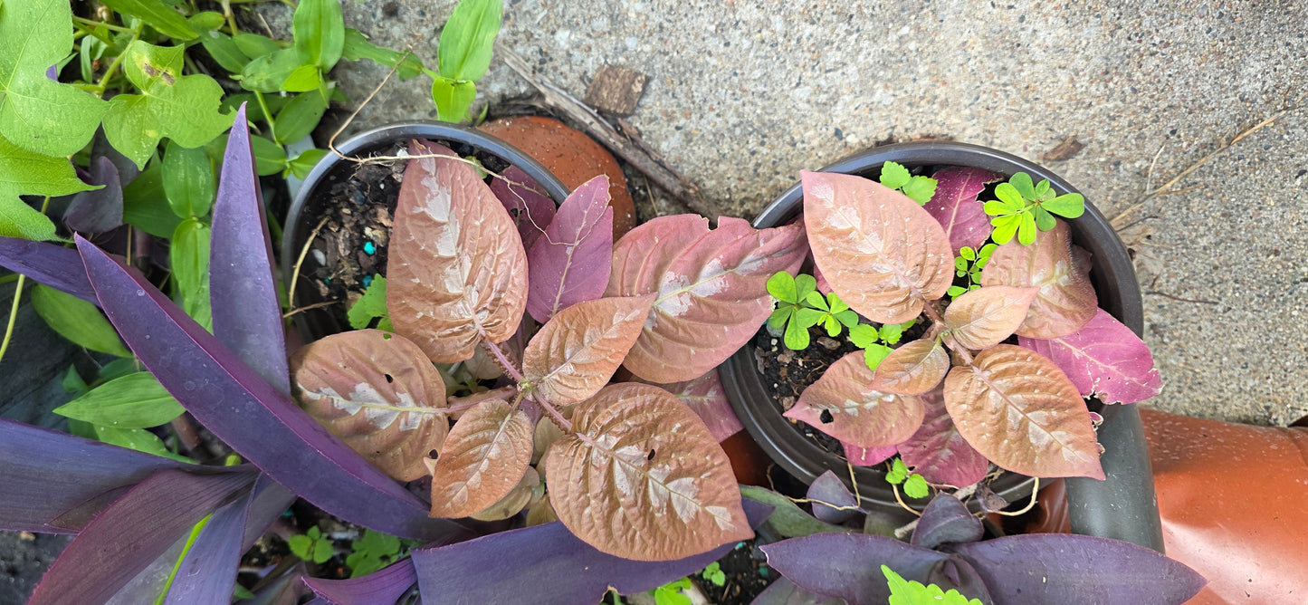 Hard to find Chocolate Plant Pseuderanthemum alatum or Chocolate Plant