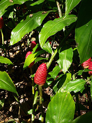 Live PLANT Shampoo Ginger/Pinecone From US