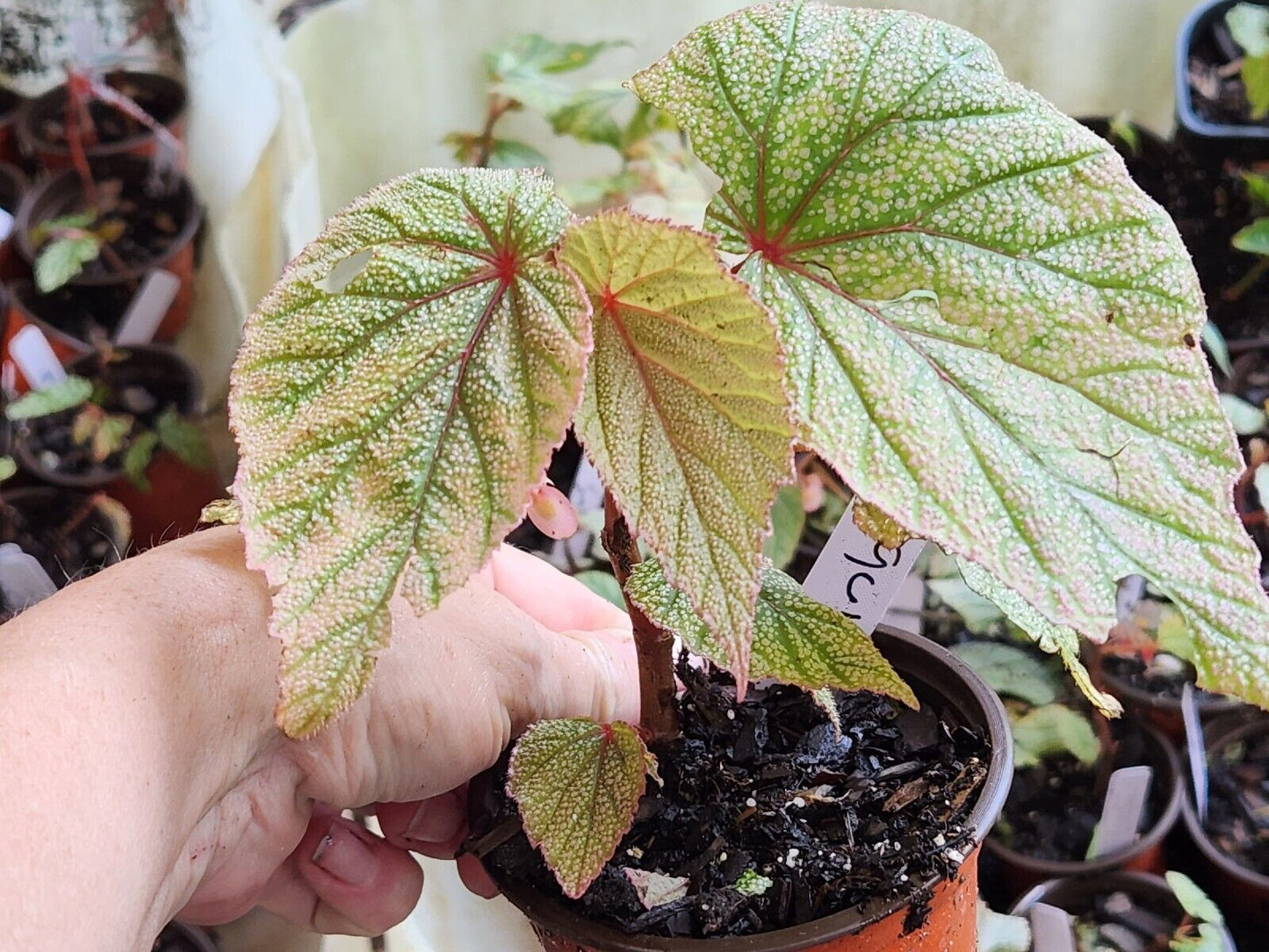 LiveBegonia PINK SINBAD Rooted Plant Angel Wing /cane