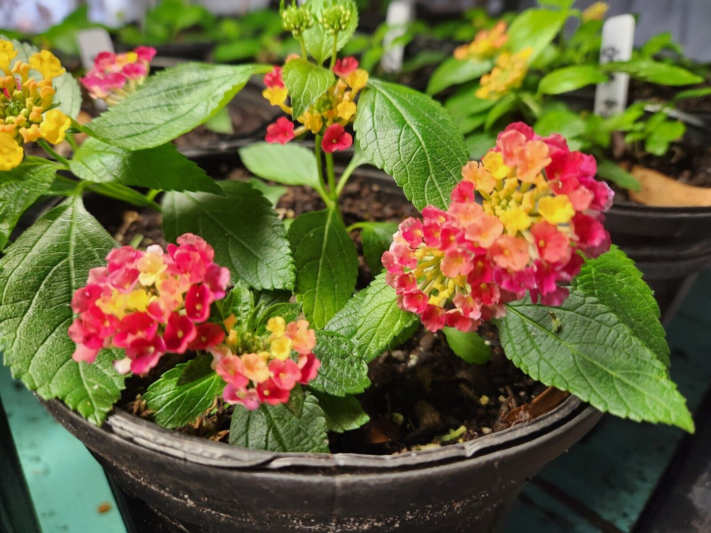 Lantana "DARK PURPLE" 1 Live Rooted Starter  Plant