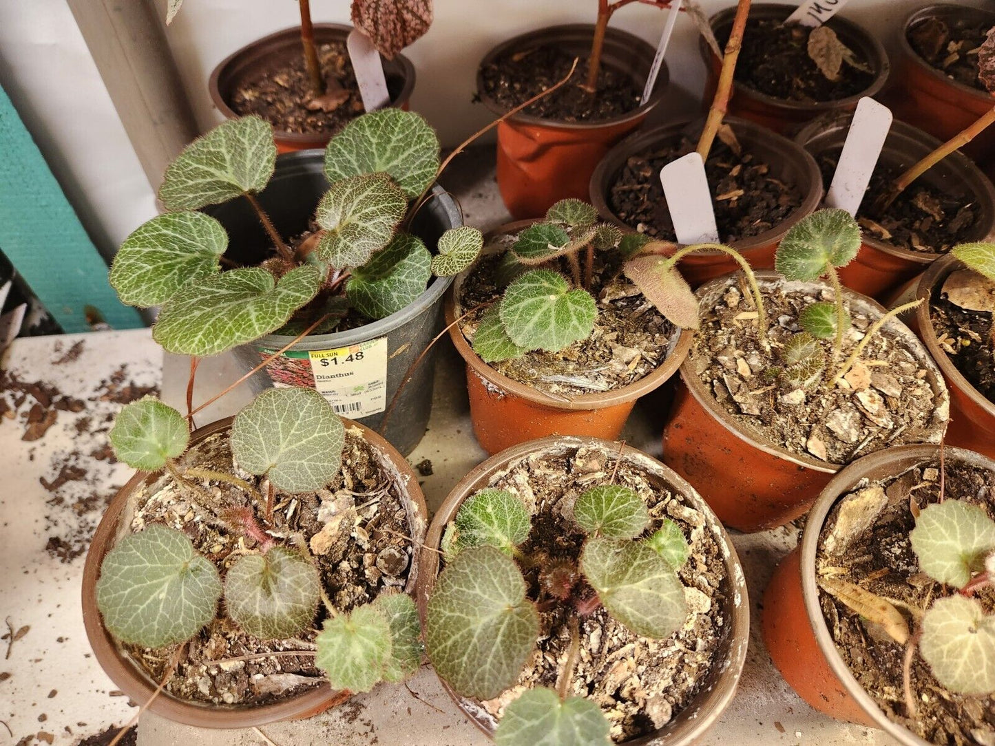 Strawberry Begonia