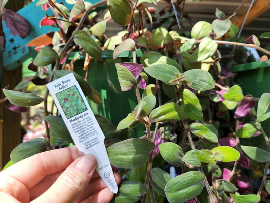 Wandering Jew Plant Baby Bunny Bellies CUTTINGS