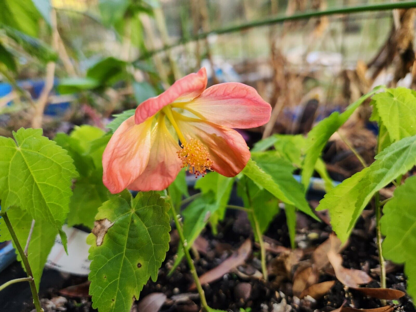 Abutilon Hybrid Lucky Lantern Tangerine 1 Live Starter Plant