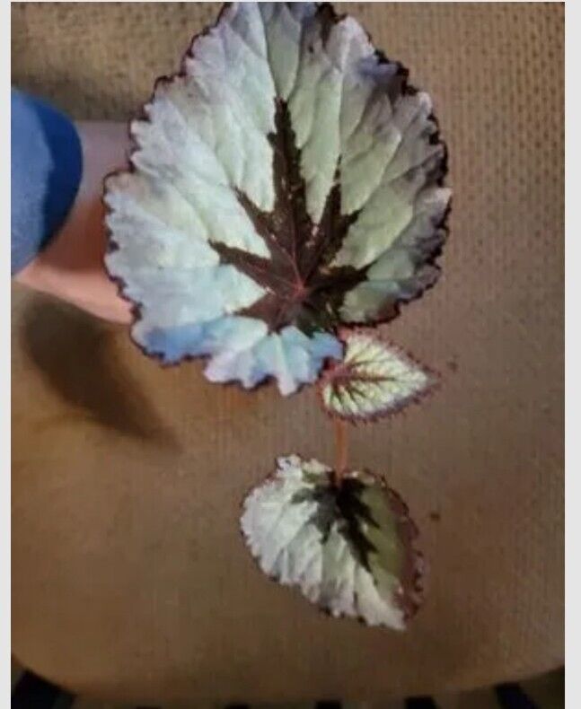 Rex Begonia Harmony's Fire Woman