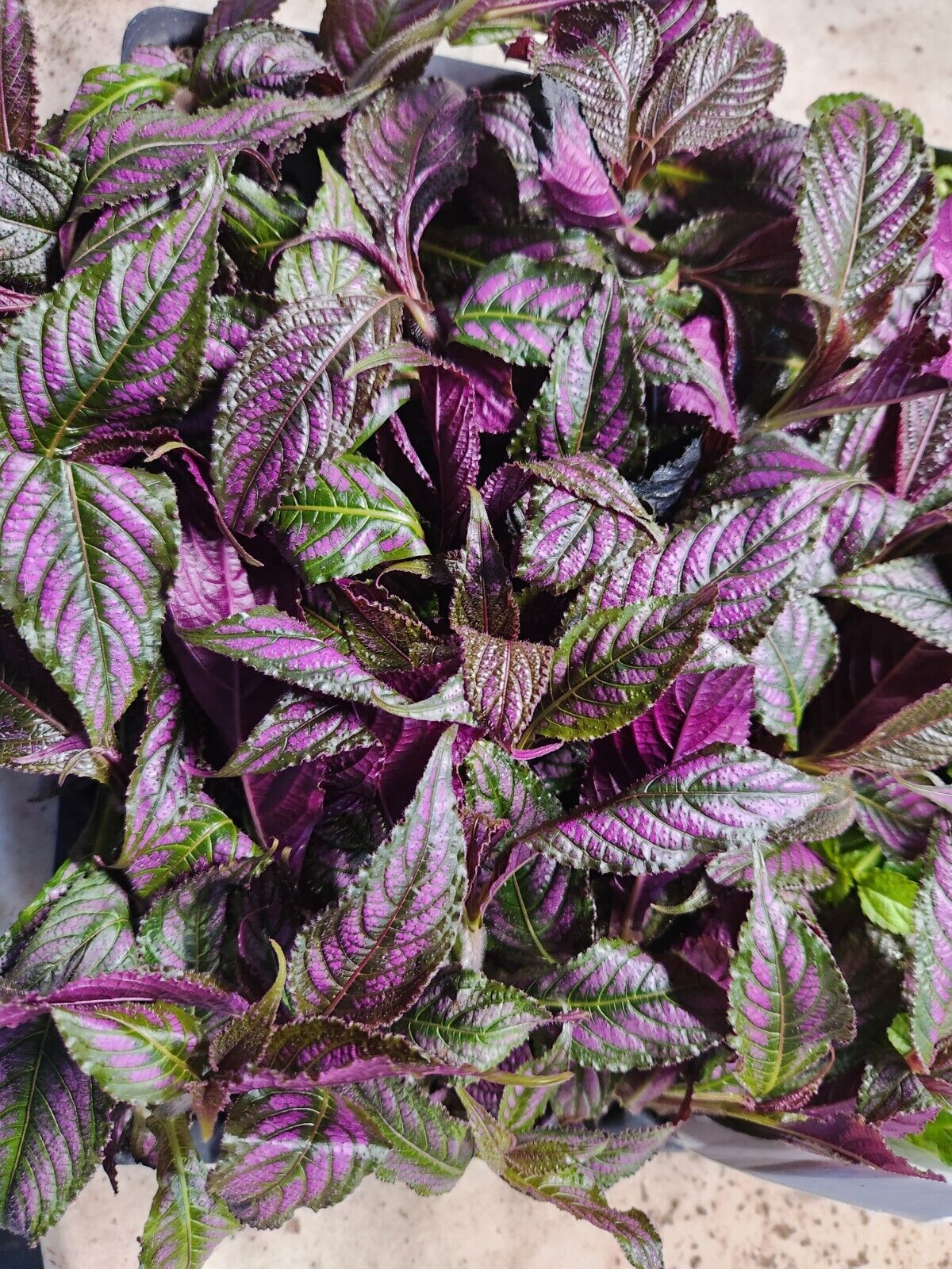 PERSIAN SHIELD Strobilanthes Dyerianus Starter Plant