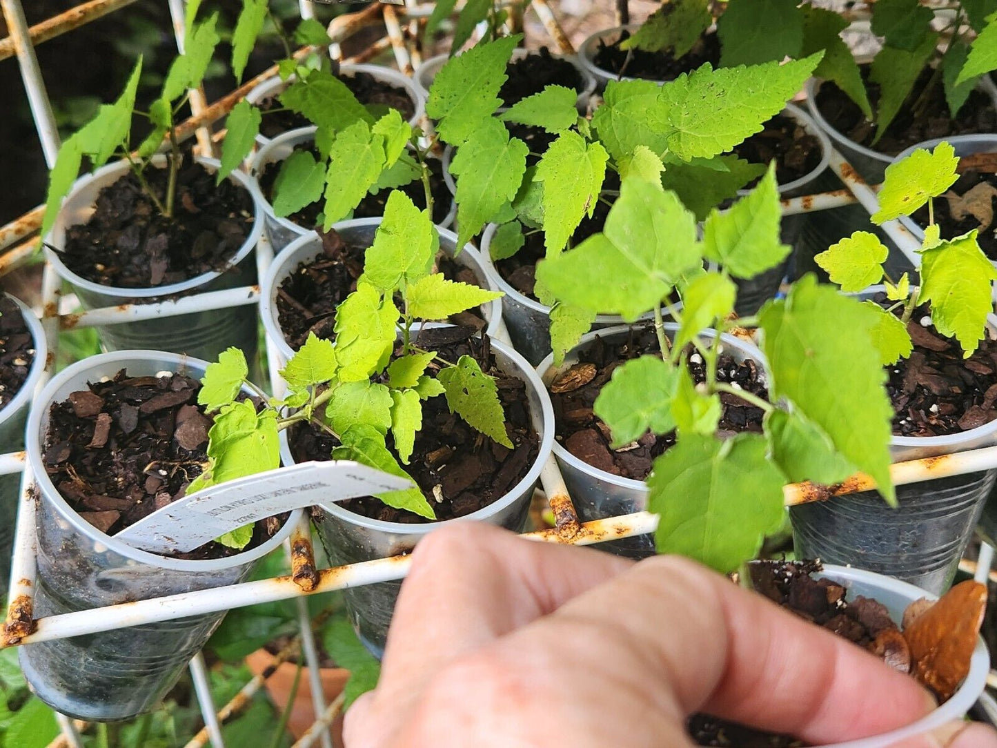 Abutilon Hybrid Lucky Lantern Tangerine 1 Live Starter Plant