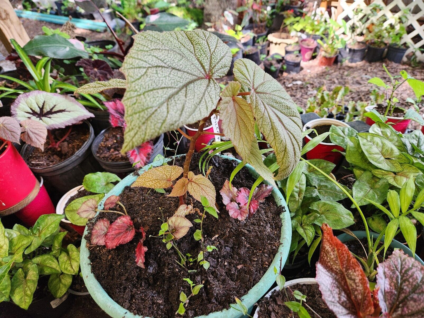 1 Live Rooted Starter Tradescantia "Tahitian Bridal Veil" Wandering Jew Plant