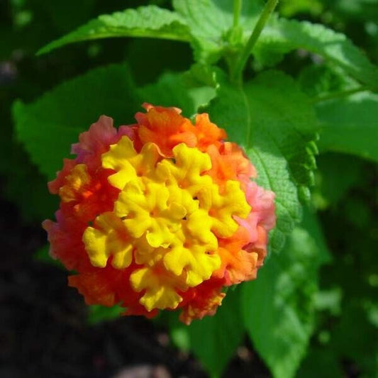 Lantana " MISS HUFF " Live Rooted Starter