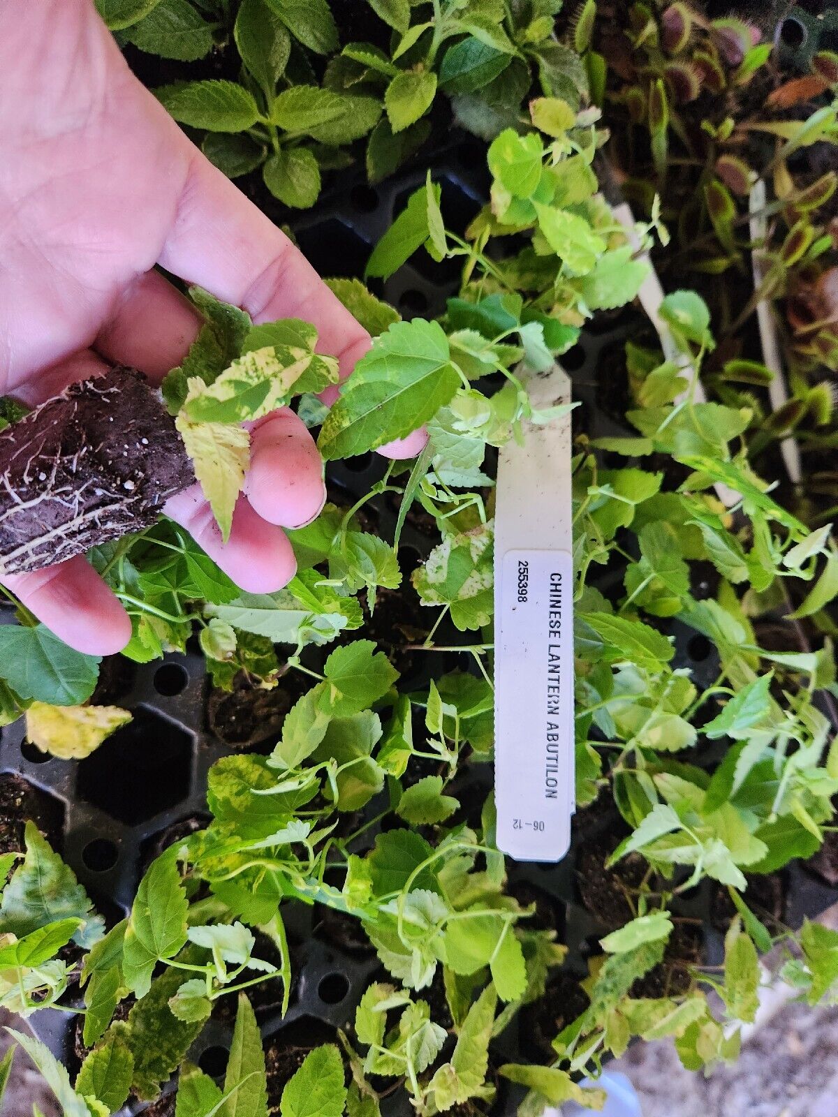 Abutilon Lucky Lantern RED Live Starter Plant