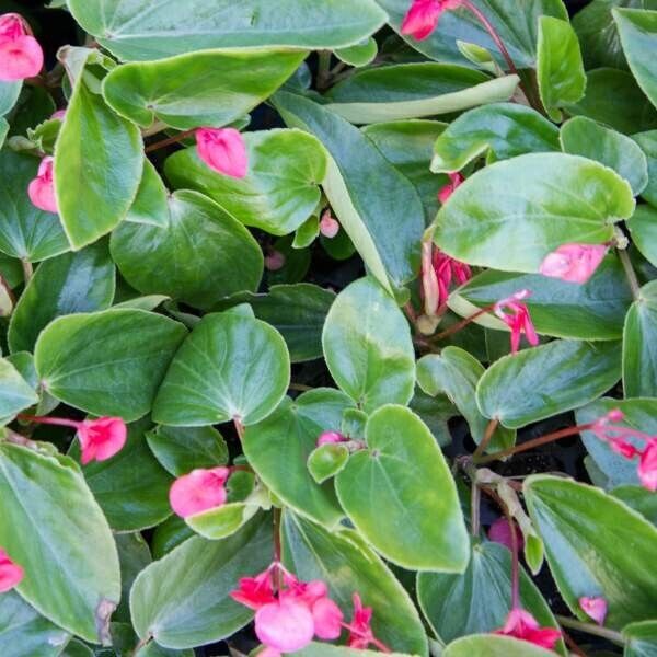 1 Live Sunbright Pink or Red Begonia Rooted