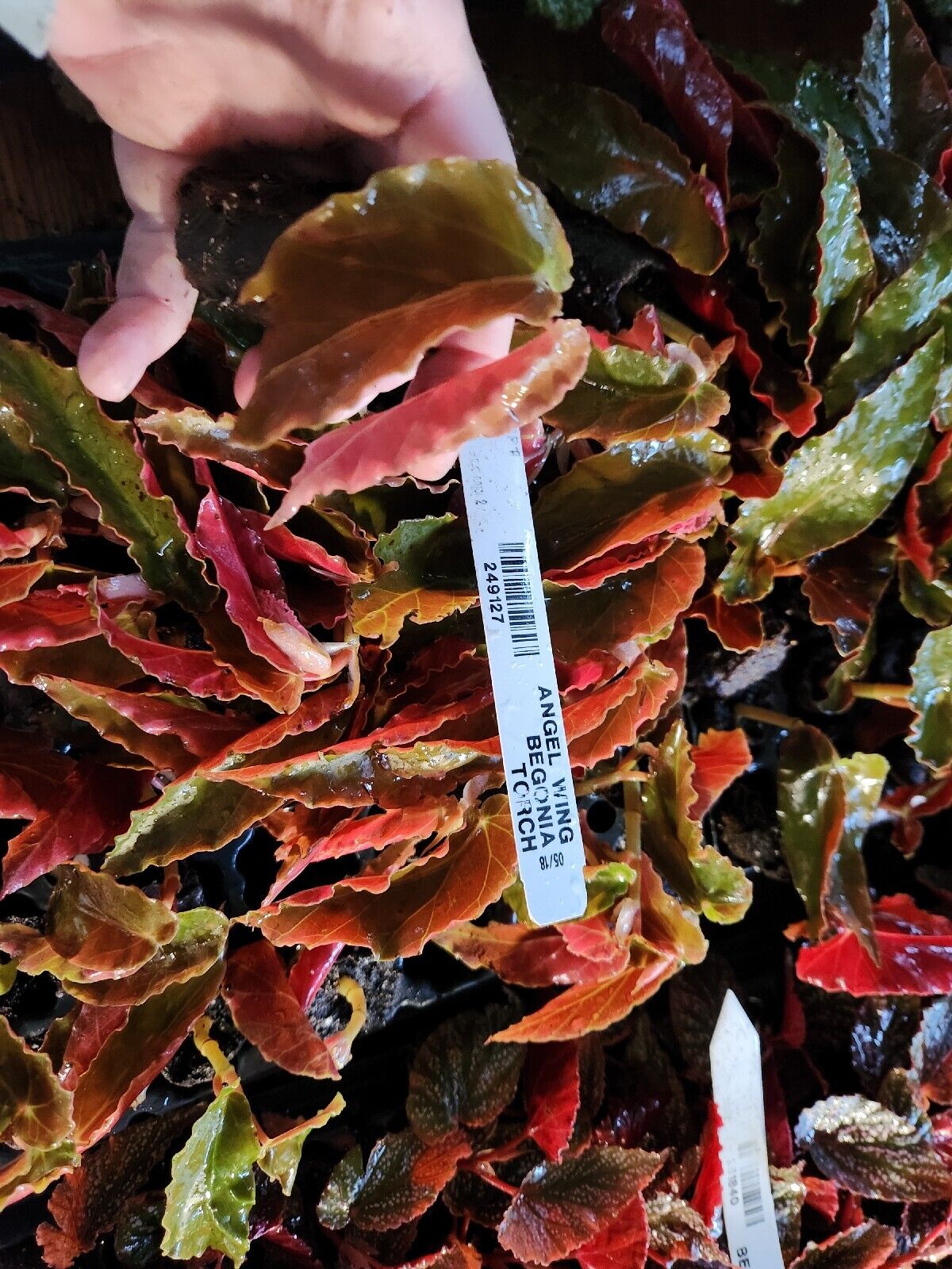 1 Live Angel Wing/cane Begonia Torch Red Begonia Rooted