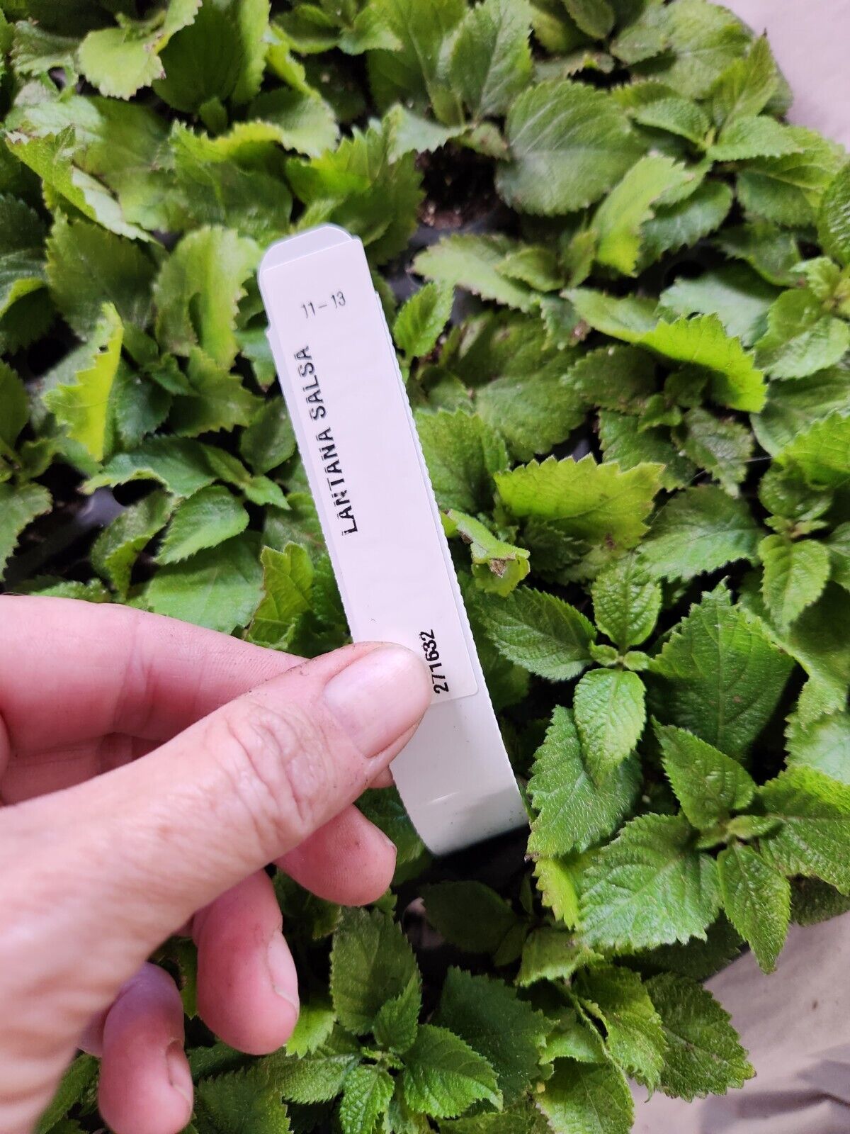 Lantana "SALSA " Live Rooted Starter Spicey New Color