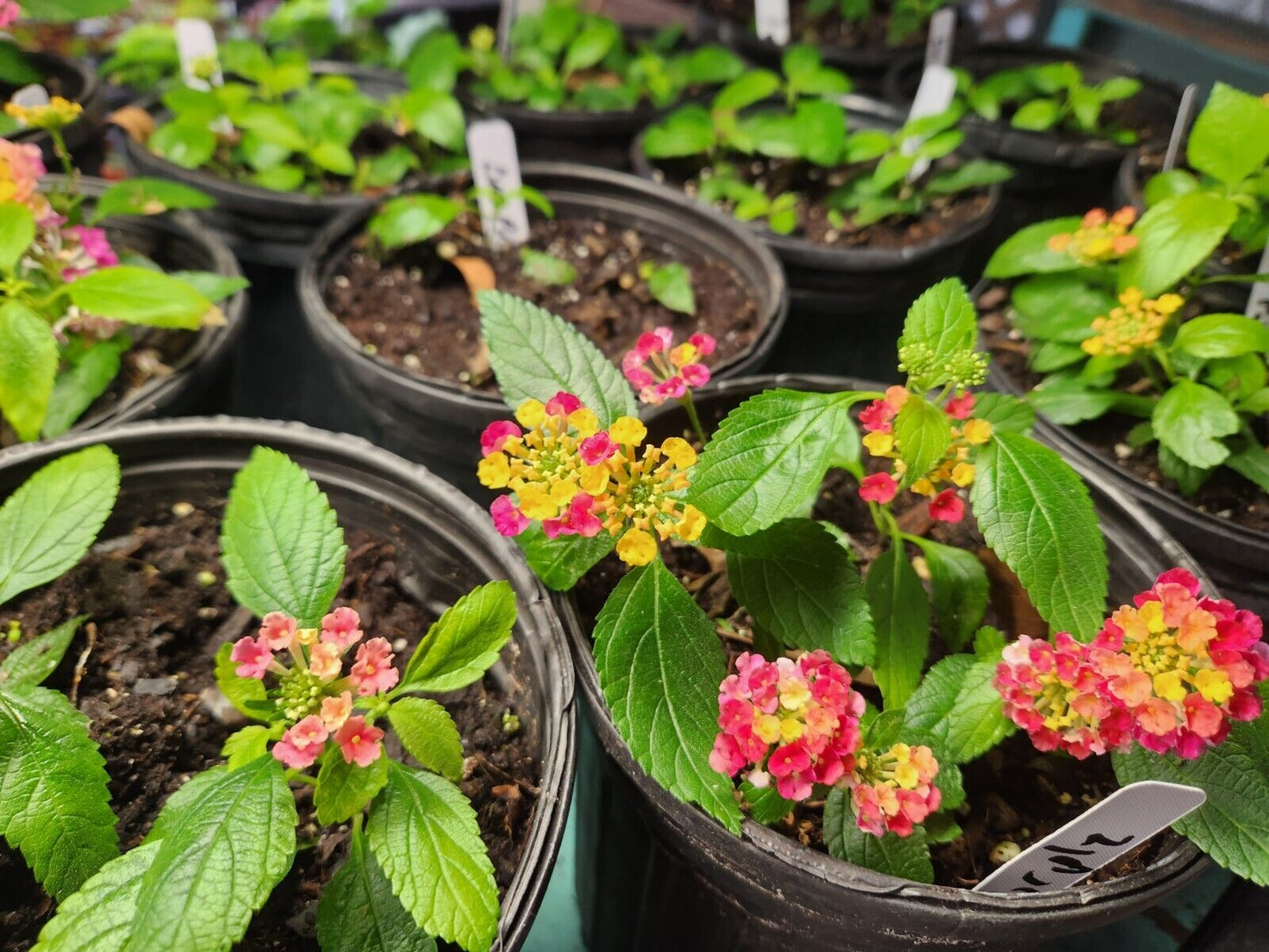 Lantana "DARK PURPLE" 1 Live Rooted Starter  Plant