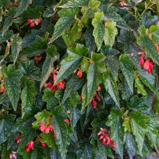 1 Live   Angel Wing/cane Lois Burke Begonia Rooted
