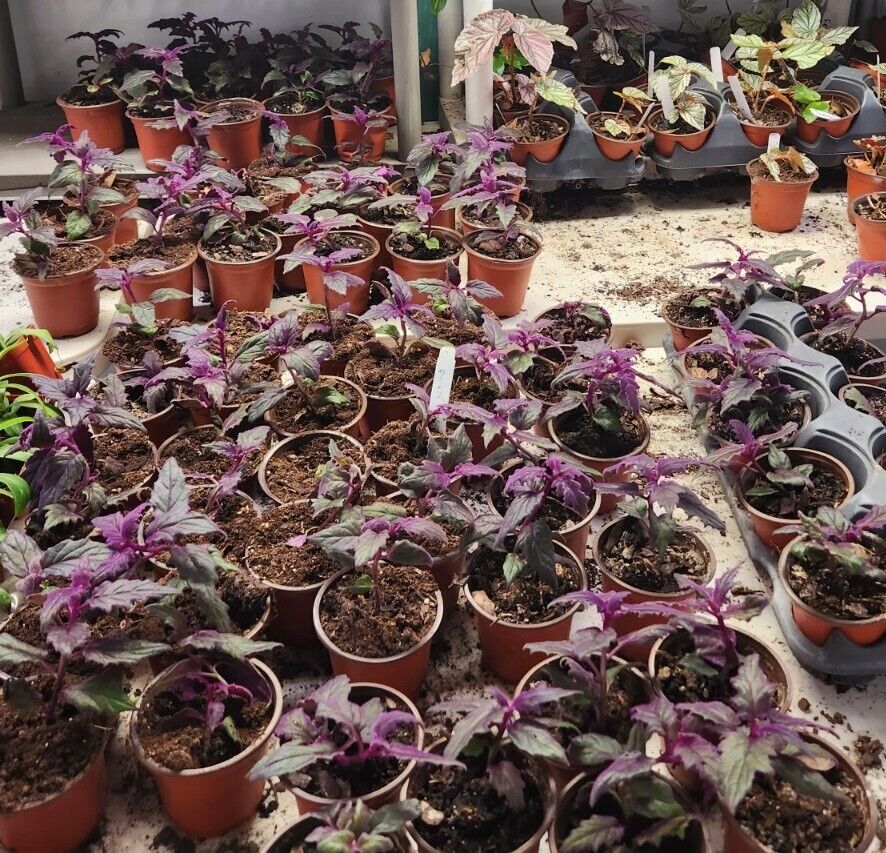1 live rooted RARE Purple Passion (Gynura Aurantiaca) purple velvet