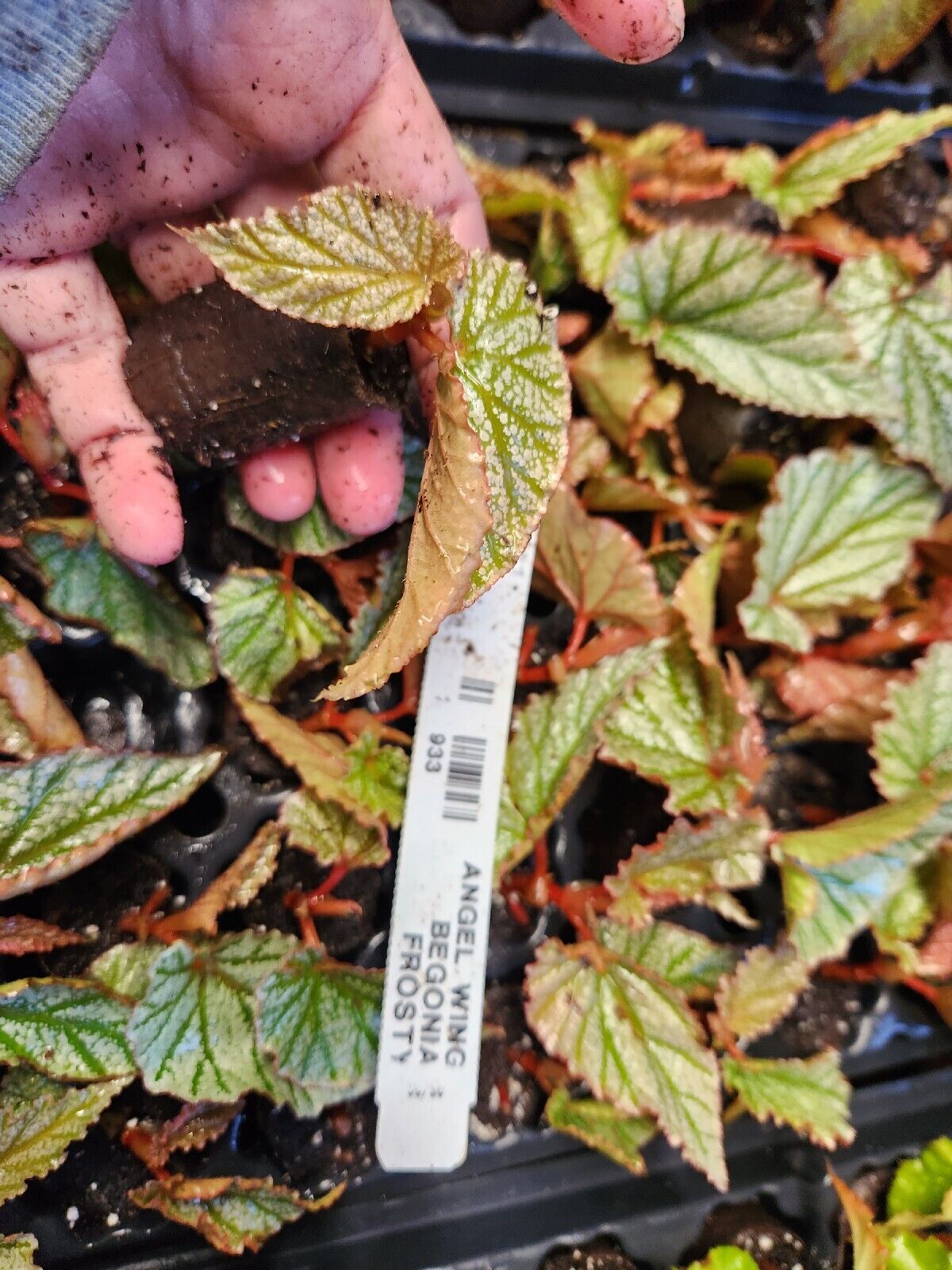 1 Live Angel Wing /cane Begonia Frosty Rooted
