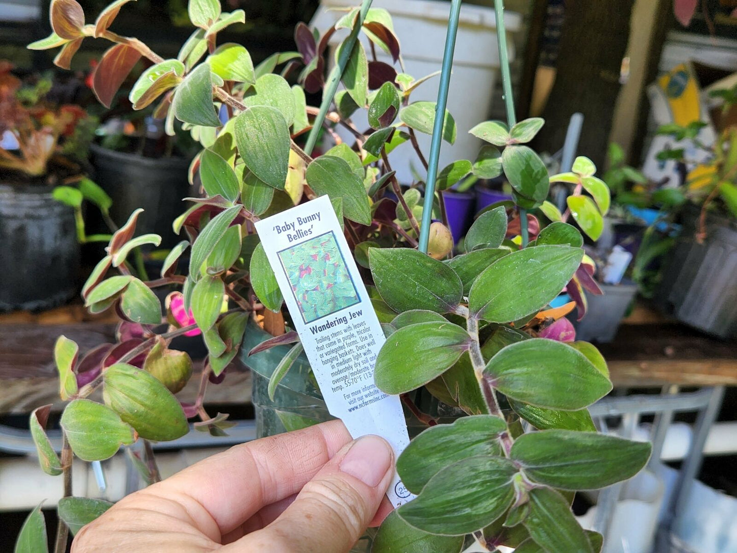 Wandering Jew Plant Baby Bunny Bellies CUTTINGS