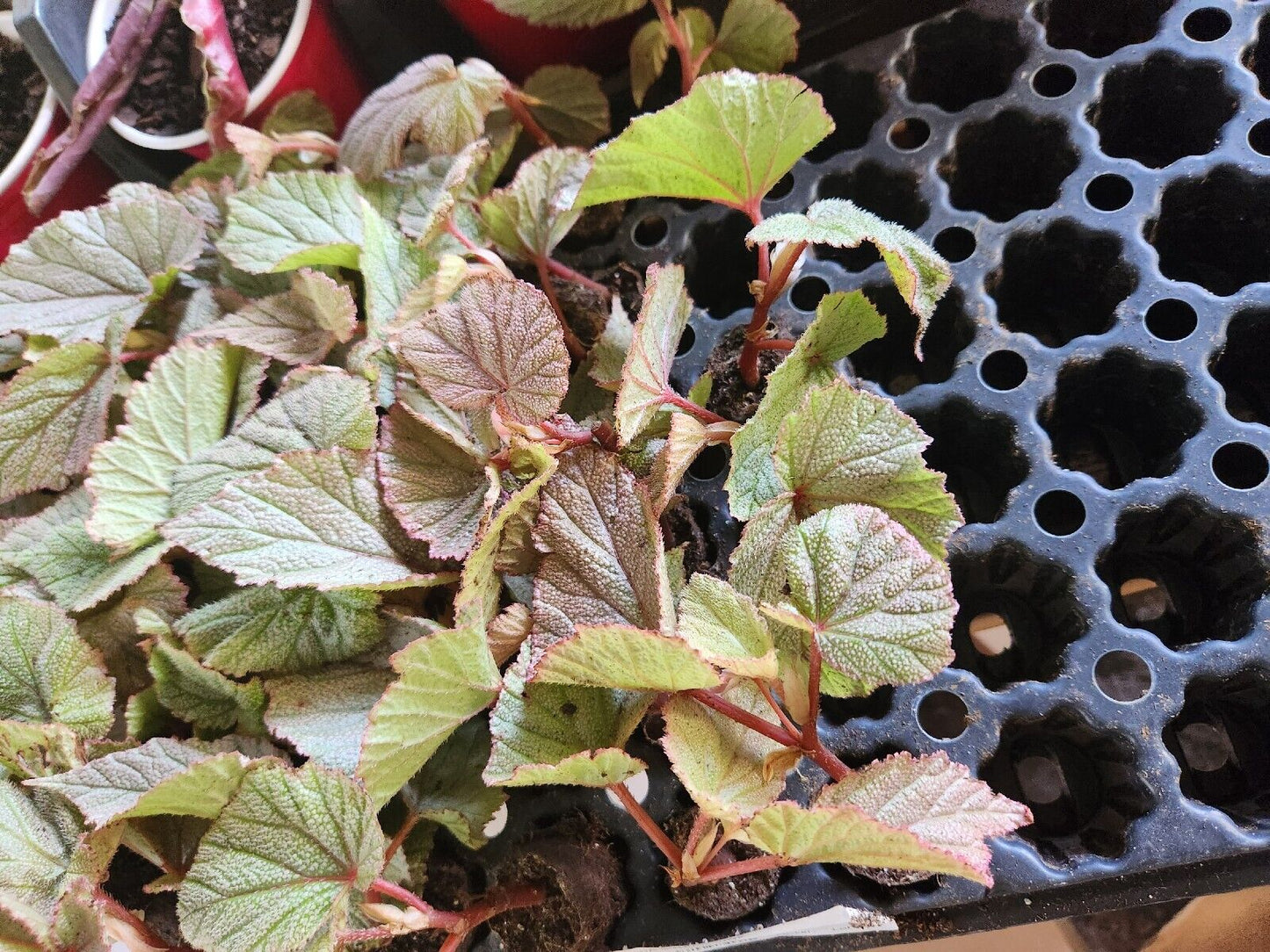 LiveBegonia PINK SINBAD Rooted Plant Angel Wing /cane