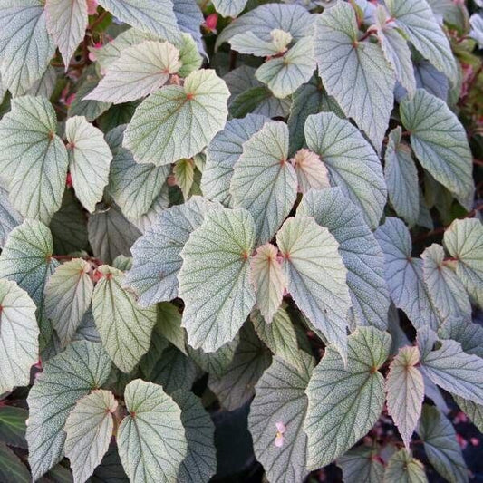 Begonia PINK SINBAD Rooted  Plant Angel Wing /cane