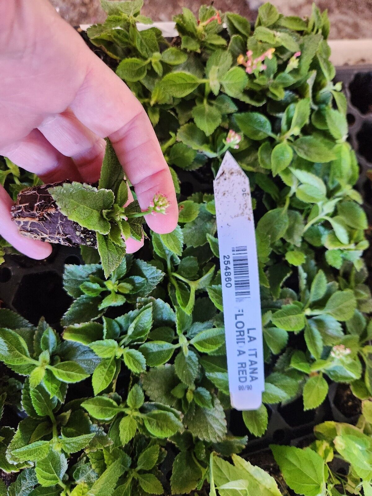 Lantana 'FLORIDA RED"  Live Rooted Starter  Plant Stunning Red Color