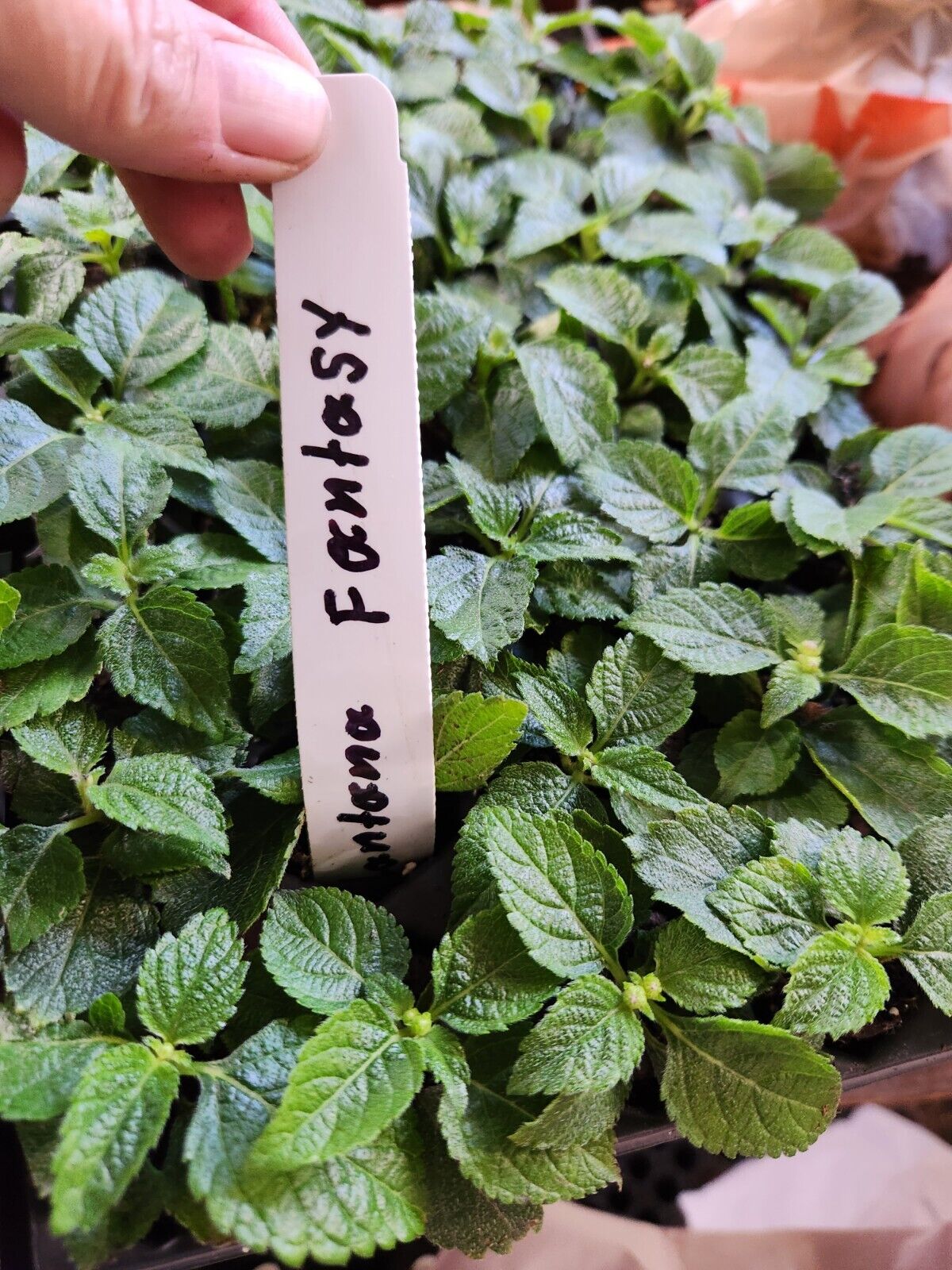Lantana "FANTASY " Live Rooted Starter