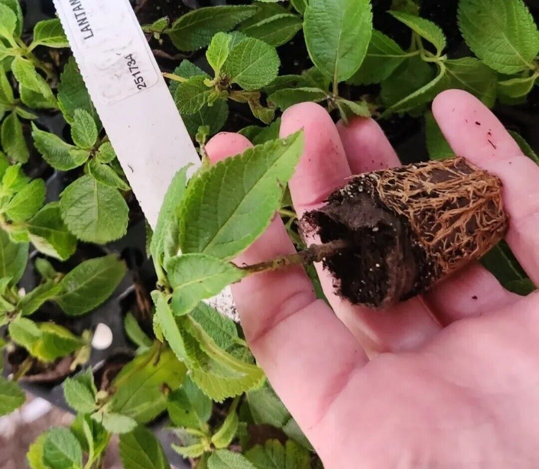Lantana "DWARF RASPBERRY" 1 Live Rooted Starter Plant