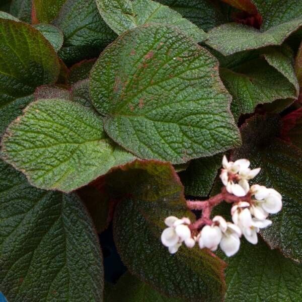 1 Larger Live Begonia Morocco Rooted Plant aka Fancy/Painted Leaf Rhizomatous