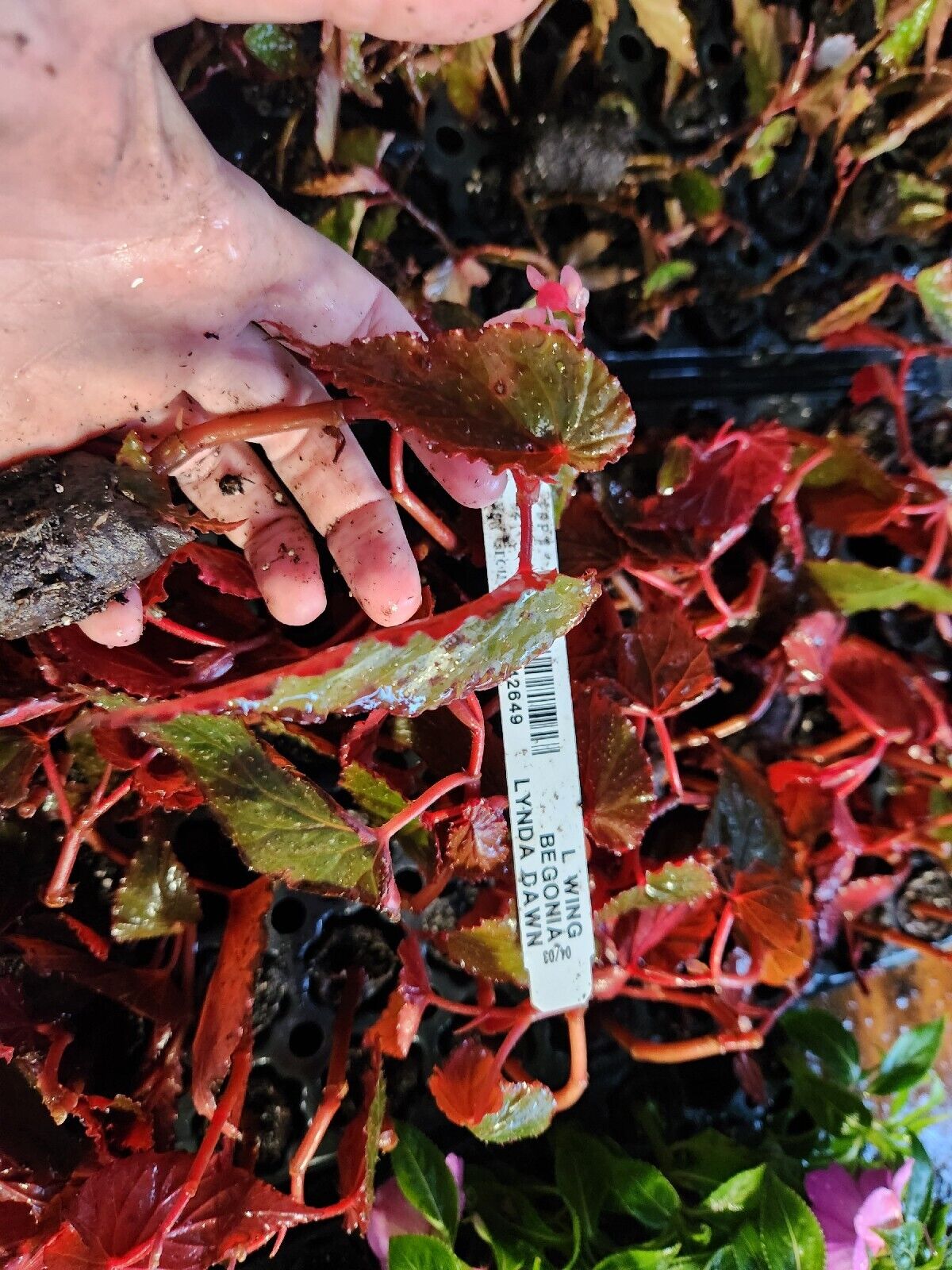1 Live   Angel Wing/cane Lynda Dawn Begonia Rooted