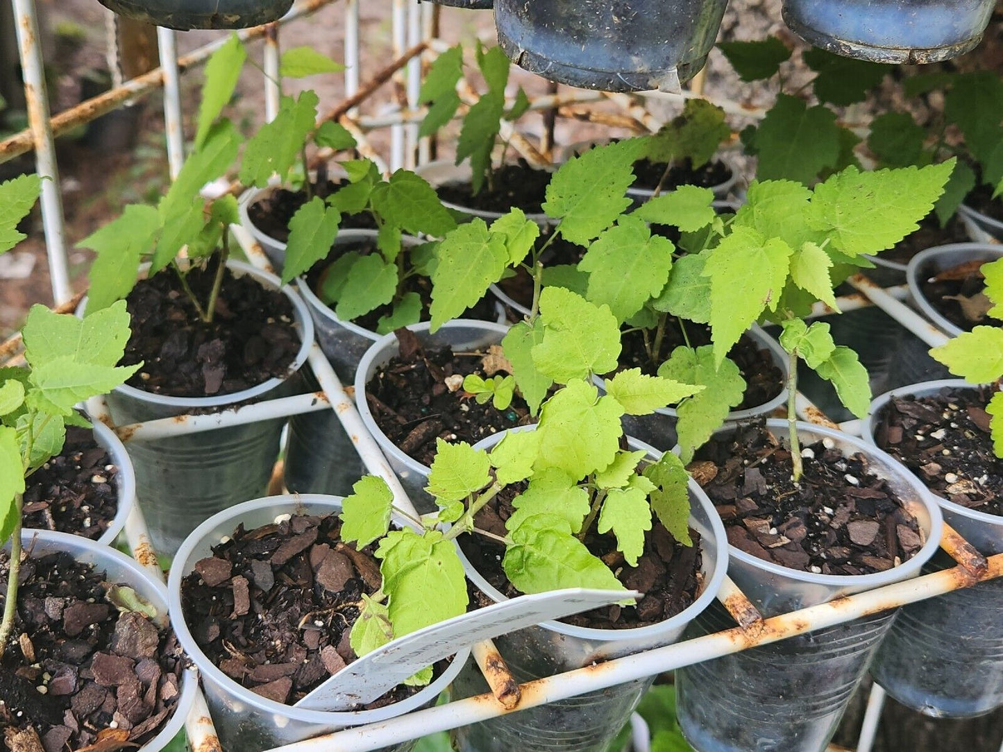 Abutilon Hybrid Lucky Lantern Tangerine 1 Live Starter Plant