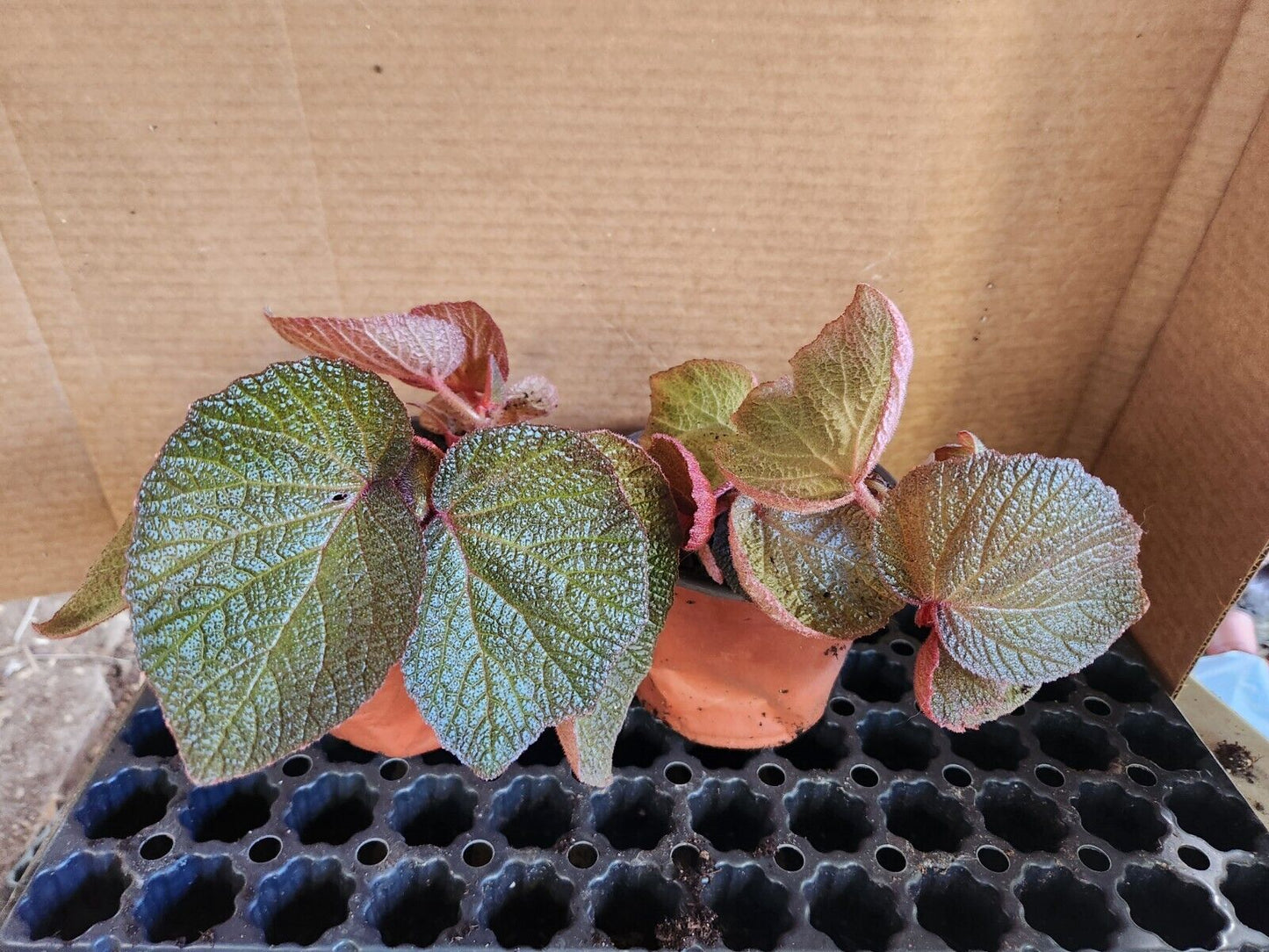 1 Larger Live Begonia Morocco Rooted Plant aka Fancy/Painted Leaf Rhizomatous