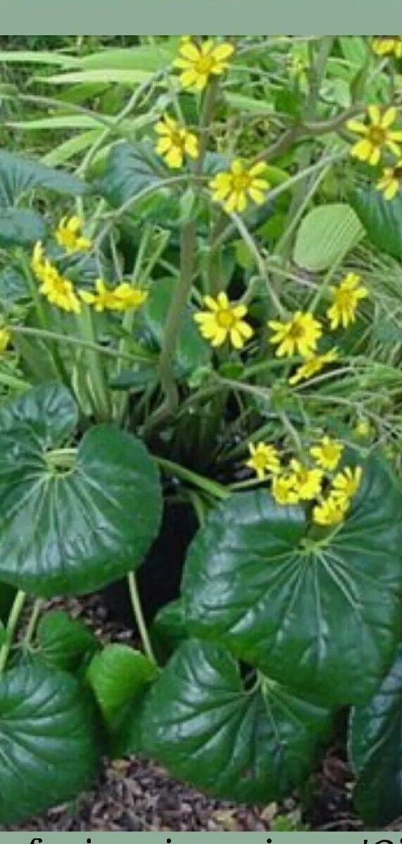 1 LIVE Plant SMALL Farfugium  Japonica Gigantea Tractor Seat
