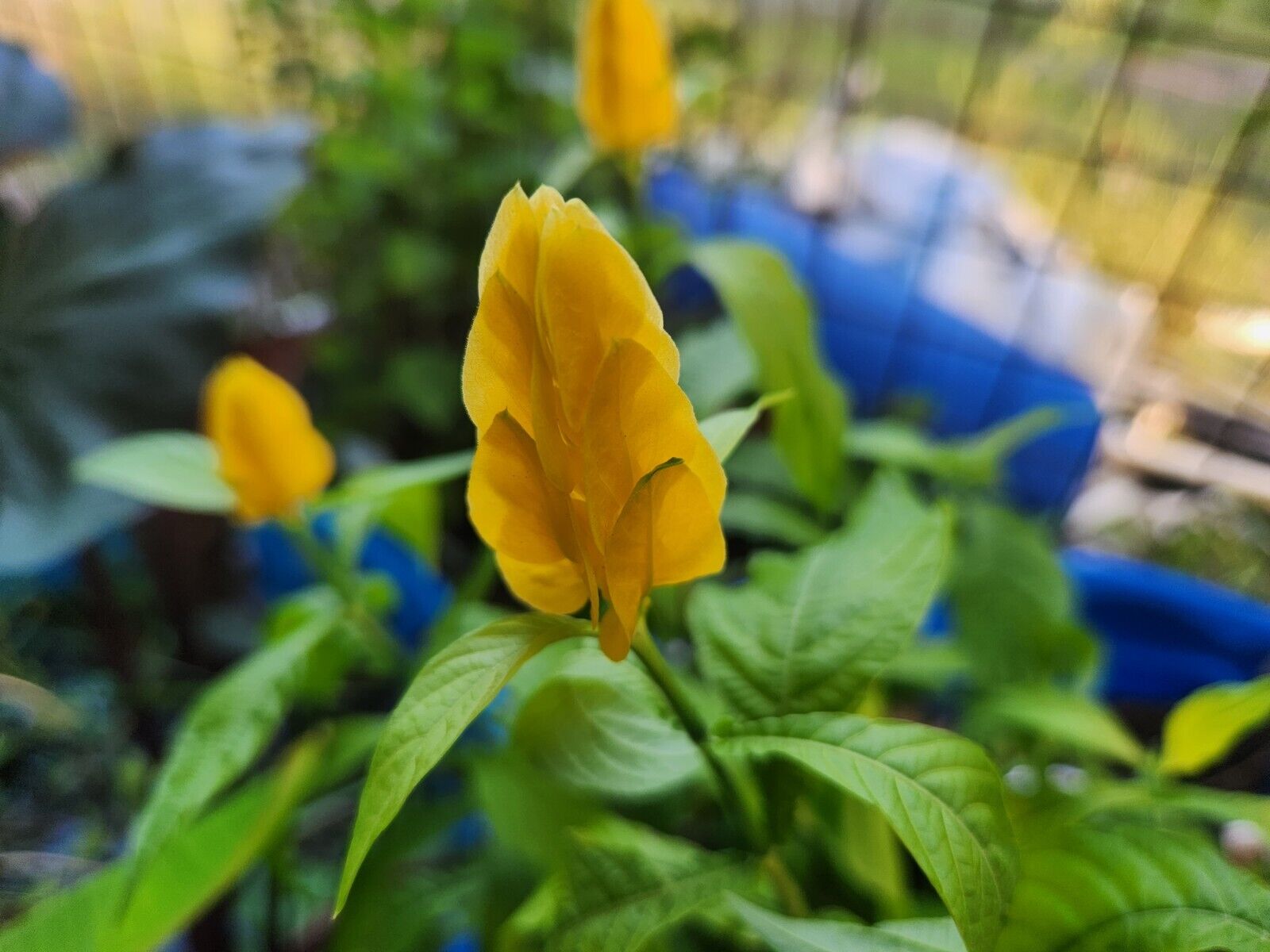 yellow shrimp plant seeds Pachystachys lutea .. Yellow/Golden Shrimp Plant rooted STARTER – Diane's Plants
