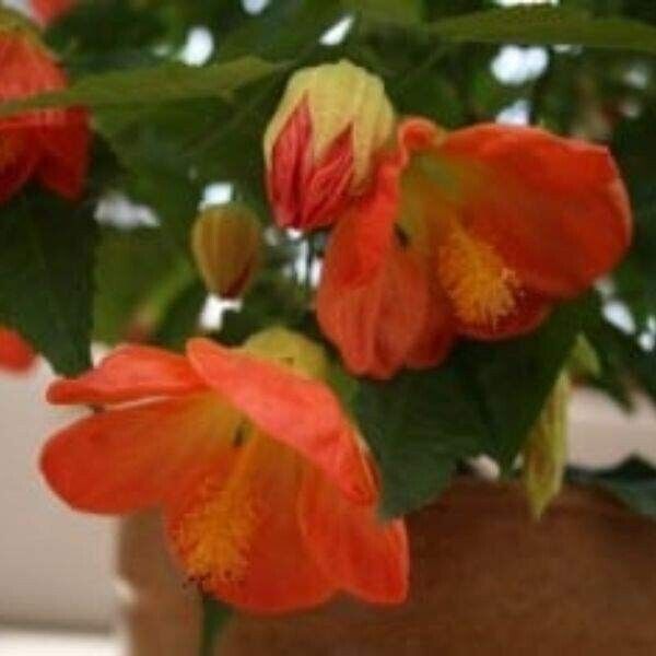 Abutilon Hybrid Lucky Lantern Tangerine 1 Live Starter Plant