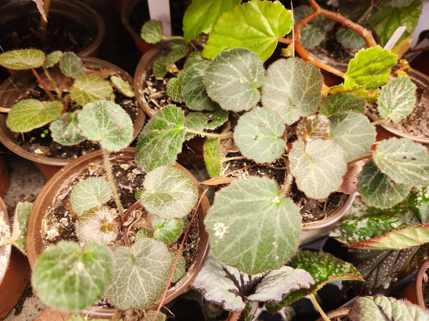 Strawberry Begonia