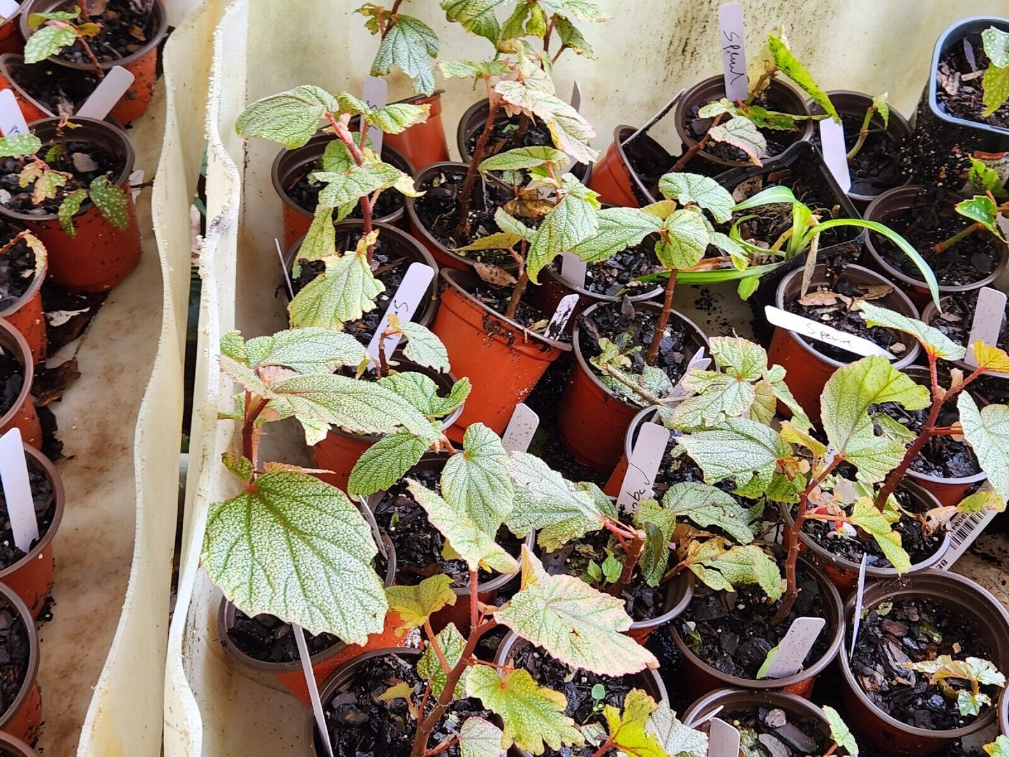 LiveBegonia PINK SINBAD Rooted Plant Angel Wing /cane