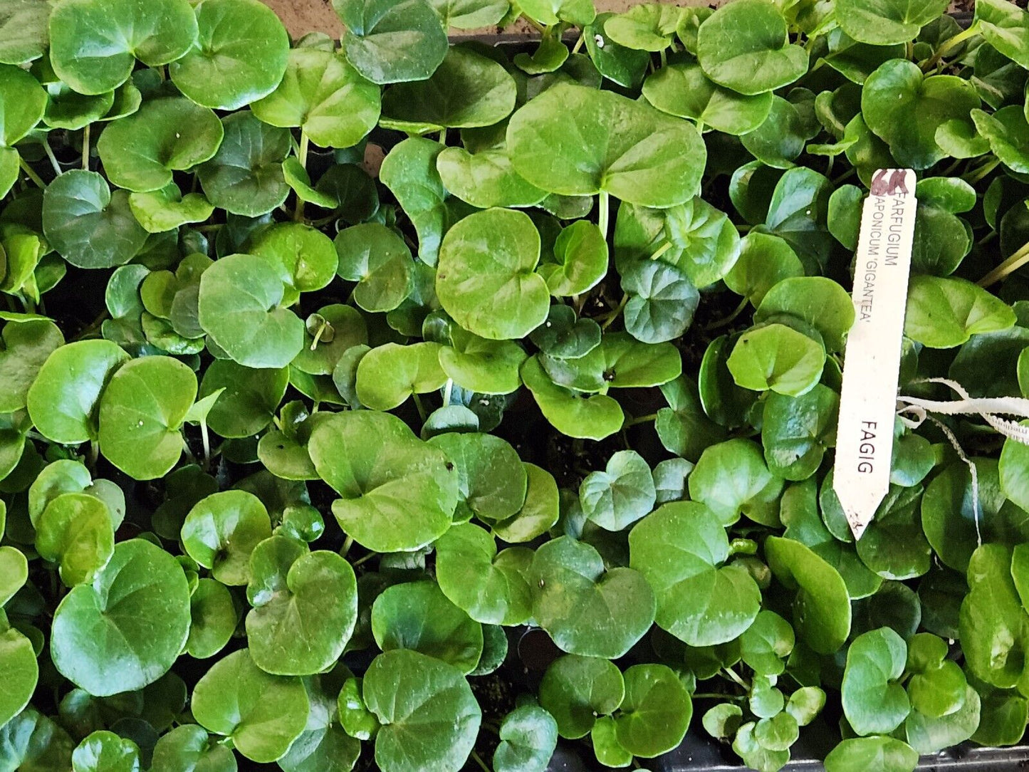 1 LIVE Plant SMALL Farfugium  Japonica Gigantea Tractor Seat