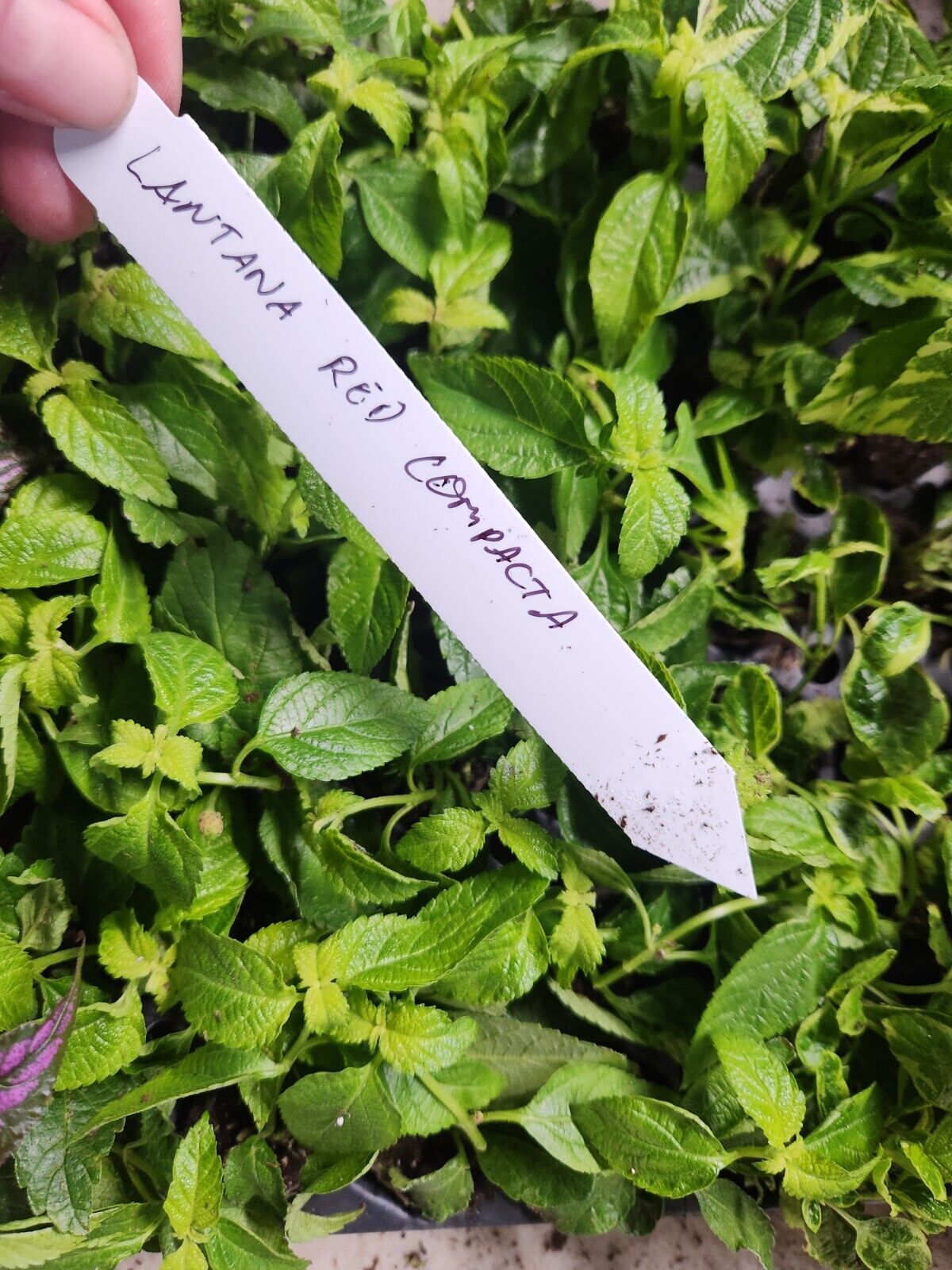 Lantana " RED COMPACTA" Live Rooted Starter Plant
