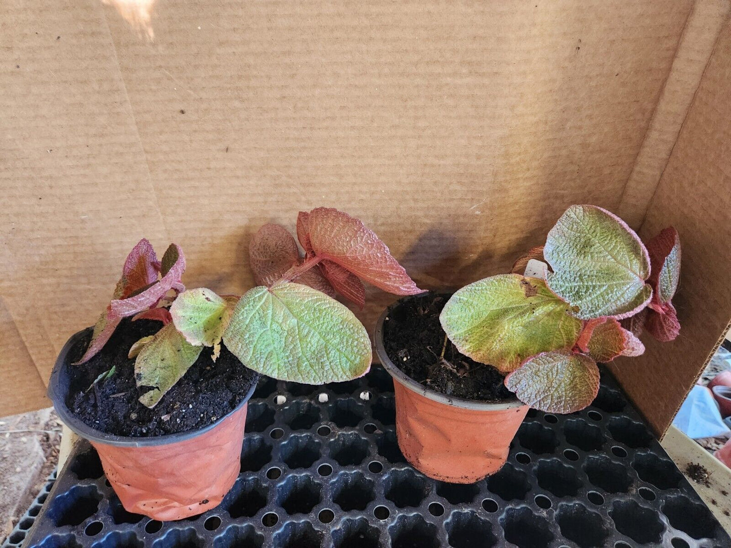 1 Larger Live Begonia Morocco Rooted Plant aka Fancy/Painted Leaf Rhizomatous