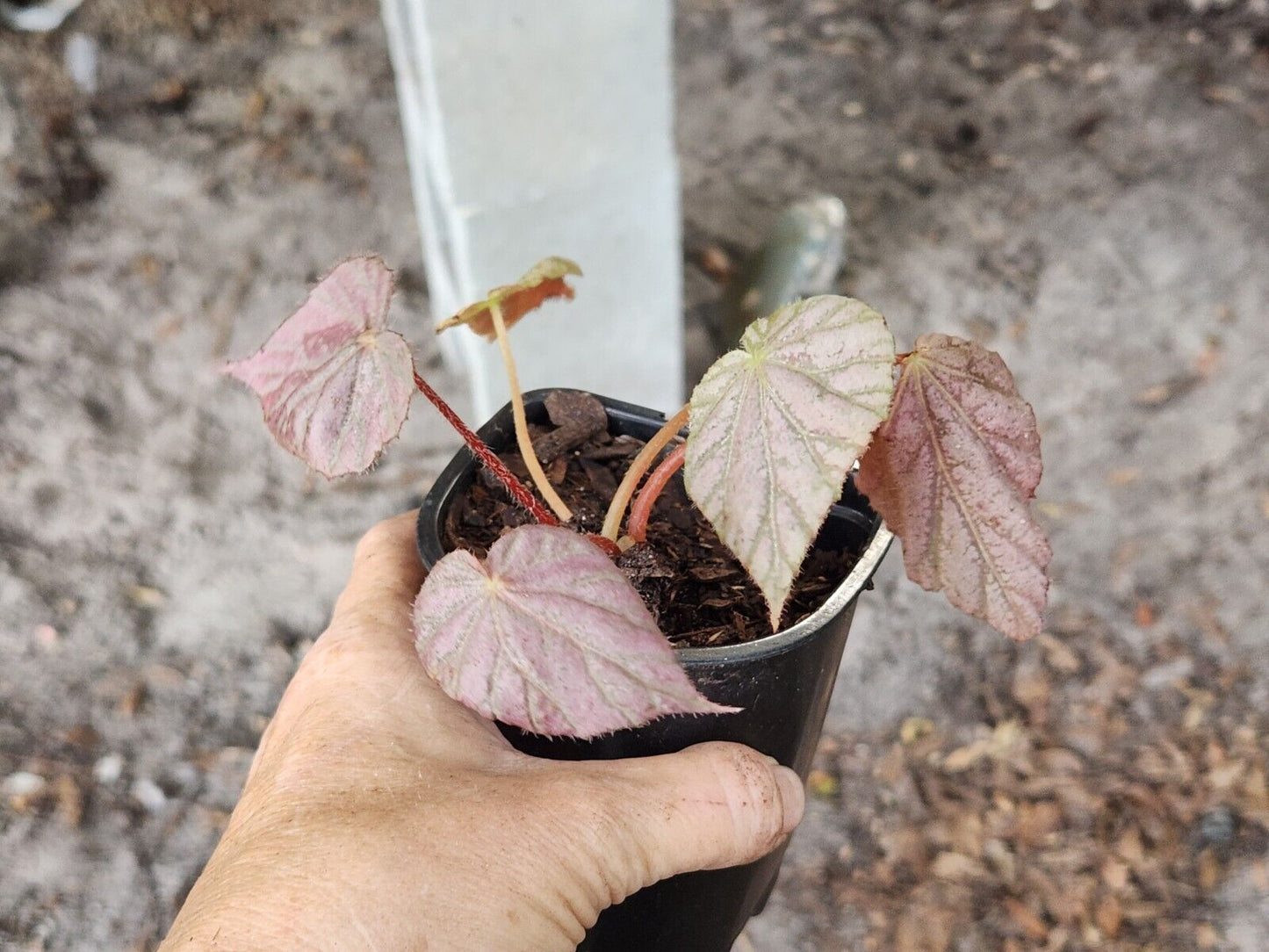 Rex Begonia Harmony Stormy LIVE Rooted Plant