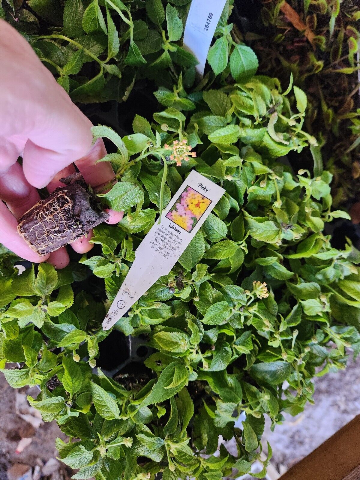 Lantana "PINKY" Live Rooted Starter Plant Sweet Soft Color