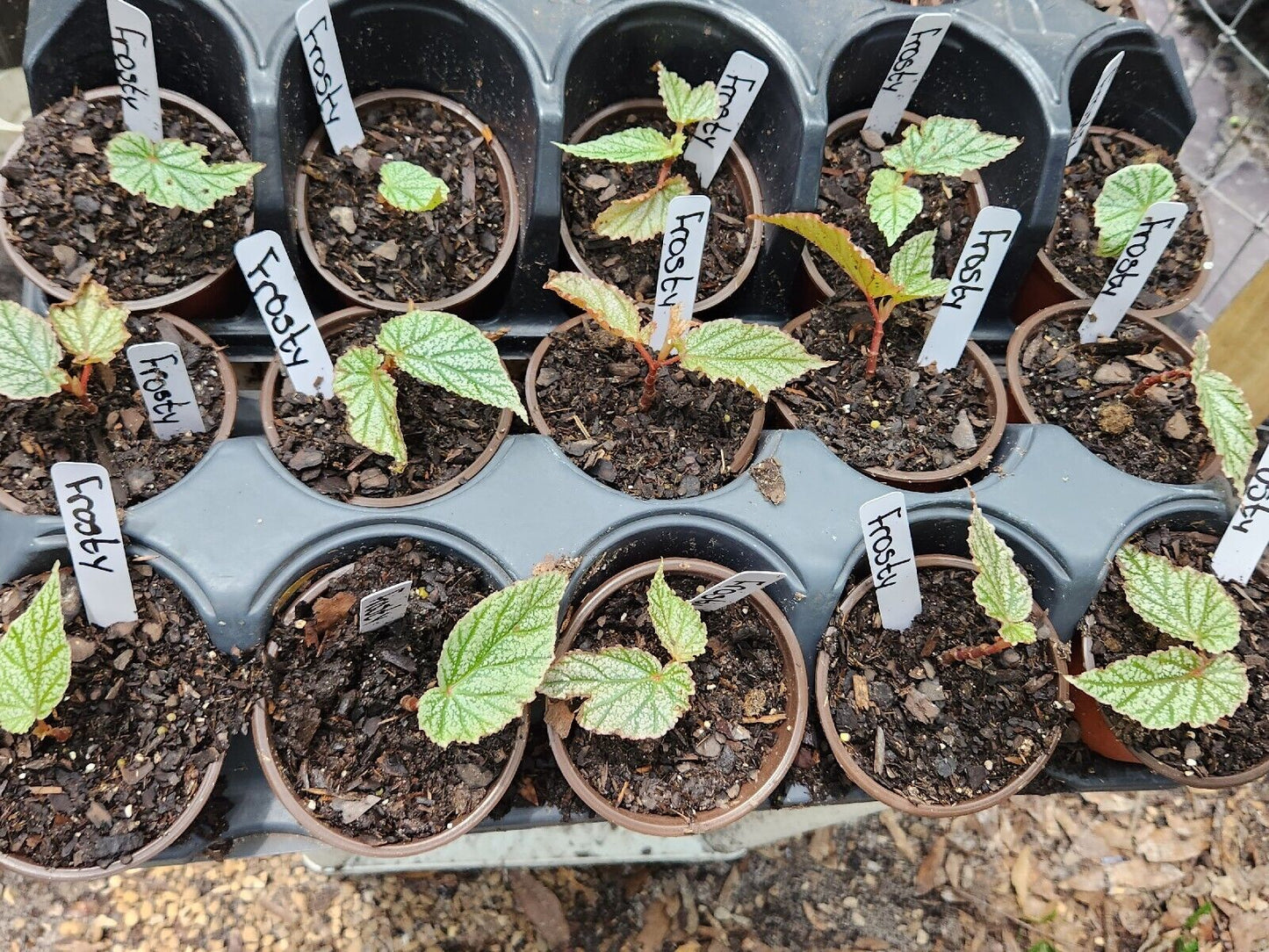 1 Live Angel Wing /cane Begonia Frosty Rooted