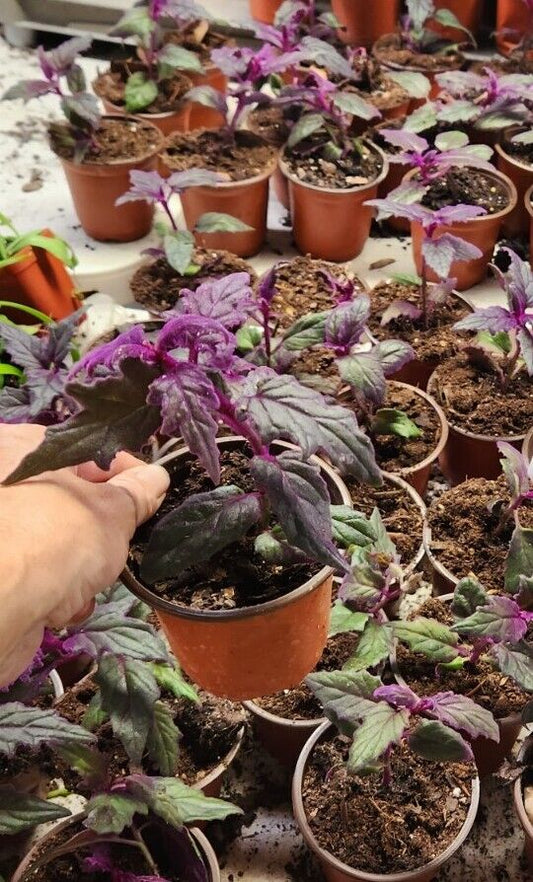 1 live rooted  RARE Purple Passion  (Gynura Aurantiaca) purple velvet