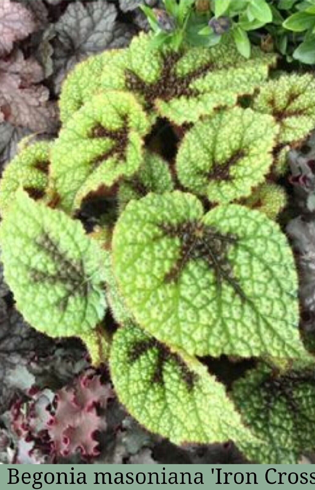 1 Live Begonia masoniana 'Iron Cross Rex type Rooted